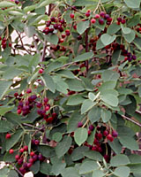 Clusters of marble-sized serviceberry fruit turn from red to deep purple as they ripen.