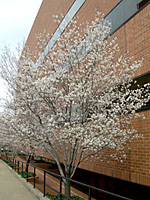 Serviceberry can be grown as either single or multiple-stemmed trees.