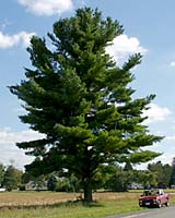 White pine can grow well over one hundred feet tall in Central New York landscapes!