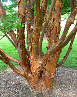 The bronze-colored bark of paperbark maple is absolutely stunning 365 days a year!