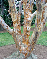 The bark of this eighty year-old paperbark maple at the New York Botanical Garden is still stunning!