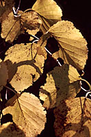 The leaves of river birch turn golden yellow for about two weeks in October.