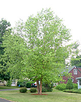 Multiple-stemmed river birch will mature at about fifty feet in height and width in thirty years.