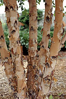 The bark of river birch peels to reveal tones of bronze, cimmamon, tan and creamy white.
