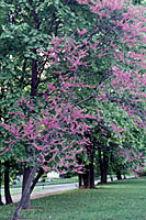 The reddish-purple blooms of redbud are common across Central New York in early May.