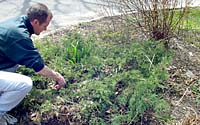 Along with burning bush, all types of junipers grow much larger than many people anticipate. As I demonstrate here, the best way to prune overgrown junipers is to reach into the center of the plant and remove individual branches instead of trying to shear plants into balls and squares!