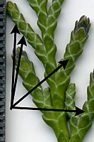 Accumulations of wax along the top edges of individual leaves of some Hinoki falsecypress cultivars create small, white "x" patterns.