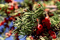 The bright red fruit borne on female forms of Taxus really stand out against their deep green foliage.