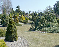 The Heartland Collection of Garden Conifers at the Bickelhaup Arboretum in Clinton, Iowa contains more than 600 varieties of coniferous evergreens.