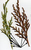 Junipers have many more sharp, awl-like needles than does microbiota.