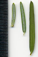 There are no white stripes on the underside of yew needles as compared to those of fir at left and hemlock, center.