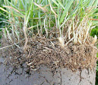 In this lawn the soil is so compacted that the roots of the lawn are growing on top of the soil!