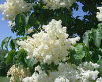 The fragrance of the creamy-white flowers of Japanese tree lilac is not like that of other lilacs.