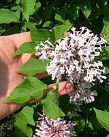 Slightly larger than those of Dwarf Korean Lilac, the leaves of Miss Kim are slightly elongated and wavy on the edges.