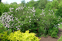 These Miss Kim lilacs at Cornell Plantations are approximately seven feet tall and wide.
