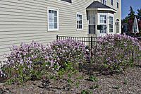 These dwarf Korean lilac are only about half grown.