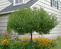 This ten year old grafted Dwarf Korean lilac is about eight feet tall and ten feet wide!