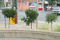 These Korean lilacs grafted on four foot tall standards are planted about four feet apart.