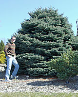 Often thought to be dwarf, Montgomery spruce can grow quite large in only twenty years!