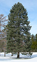 This fifty foot-tall concolor fir can be found in Thornden Park in Syracuse.