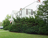 This home is nearly hidden by overgrown yews!