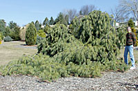 Weeping white pine spread one to two feet per year!