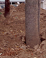 Buried under several feet of fill, these trees will eventually suffocate.