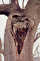 Large areas of decay are a dead giveaway that a tree may be headed toward failure.