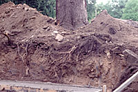 Tree roots grow almost exclusively within a foot of the soil surface where there's enough oxygen for them to survive.