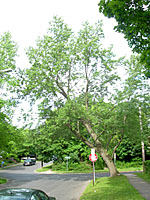 This relatively yound silver maple is already leaning precariously over a busy intersection.
