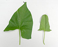 The leaves of hedge bindweed, left, are much larger and have a pointed tip as compared to field bindweed, at right.