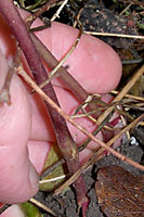 Cuttung bindweed vines at the soil line will force them to use stored energy to send up new sprouts.