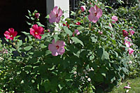 Hardy hibiscus are native to swampy sites from the Atlantic ocean to Mississippi river.