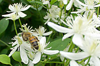 Honeybees flock to the blooms of sweet autumn clematis in September.