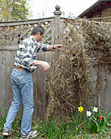 The most difficult part of pruning sweet autumn clematis is disposing of the previous season's growth.