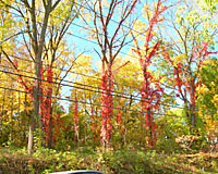 The red-leaved vines in this picture are Virginia creeper thats become well-established in this small woodlot.