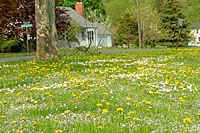 Wildflower meadow or lawn?