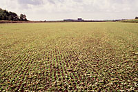 Sod farmers arrange their production schedules so that they can be ready to seed new fields at the very end of August.
