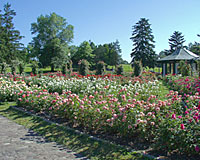 June 15th is about peak bloom at the E.M. Mills Rose Garden in Syracuse.