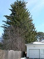 Evergreen trees, like these Norway spruce, grow much too large for use as an evergreen screen on residential properties!