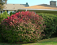 How to prune overgrown burning bush is one of the top inquries to this website.